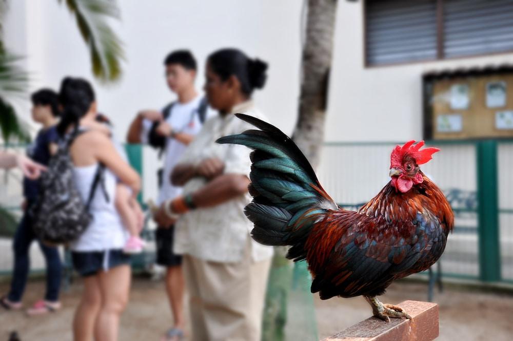Avillion Port Dickson Hotel Kültér fotó A rooster in the streets of San Juan, Puerto Rico