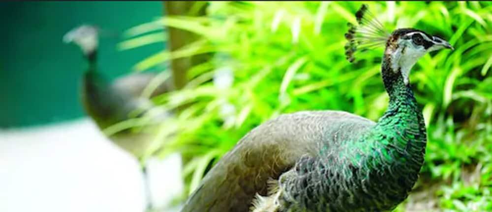 Avillion Port Dickson Hotel Kültér fotó The green-winged macaw's wing feathers are a distinctive green color.